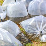 Canindé realiza repovoamento de 100 mil alevinos e fortalece pesca, renda e preservação ambiental